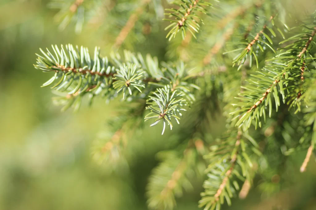 The Surprising Health Benefits of Korean Pine Needles
