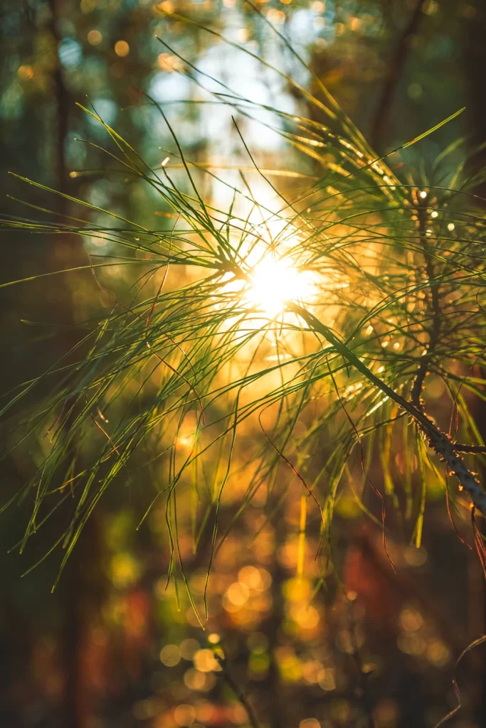 The Synergy Effect of Pine Needle Distilled Concentration with Vitamin E