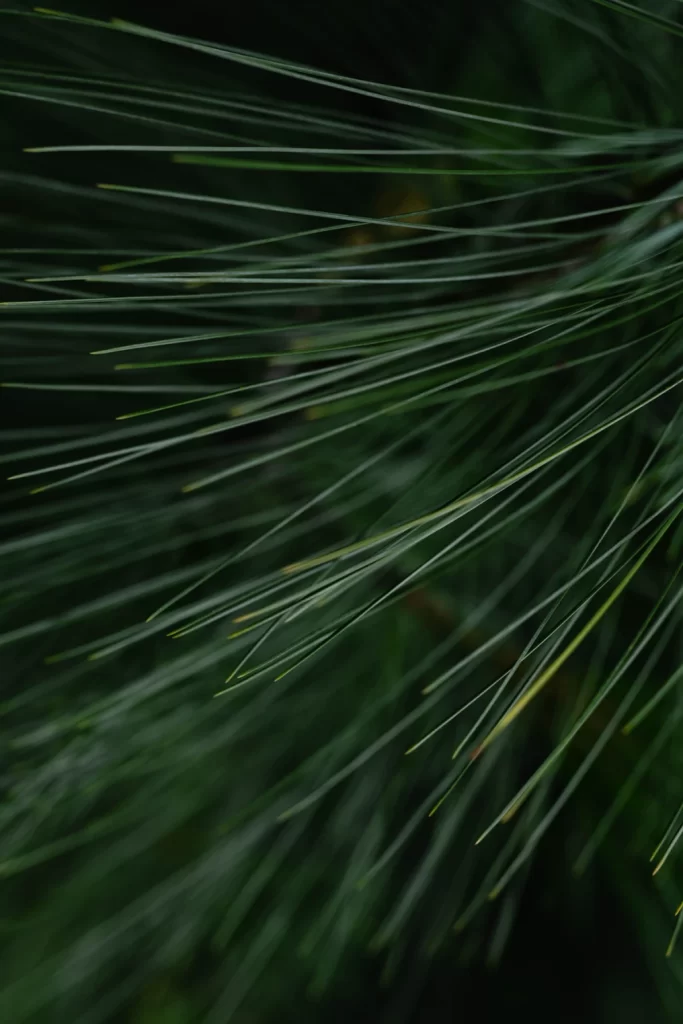 Korean Pine Needle vs. Other Pine Needles: What’s the Difference?