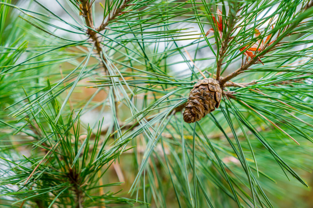 Korean Pine Needle: A Natural Remedy with Multiple Health Benefits
